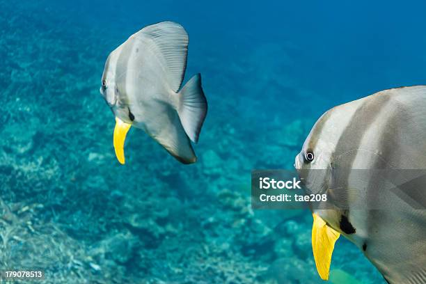 Teira Seefledermaus Stockfoto und mehr Bilder von Blau - Blau, Farbbild, Fledermausfisch - Spatenfisch