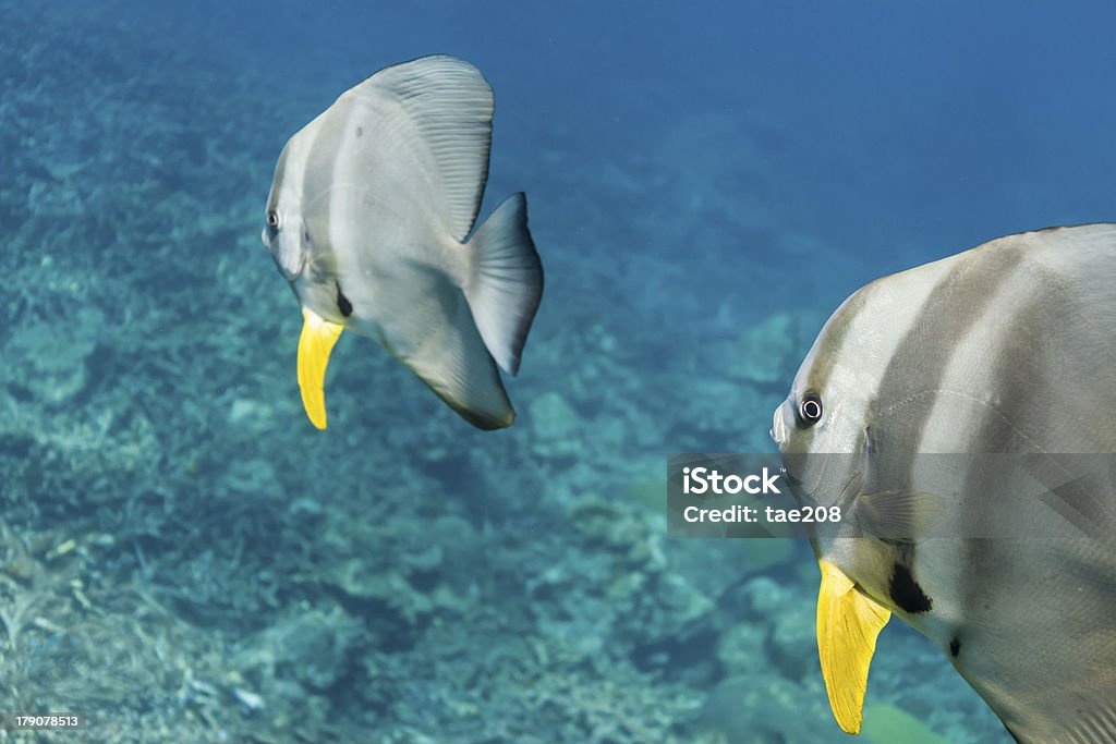 Teira batfish - Стоковые фото Без людей роялти-фри
