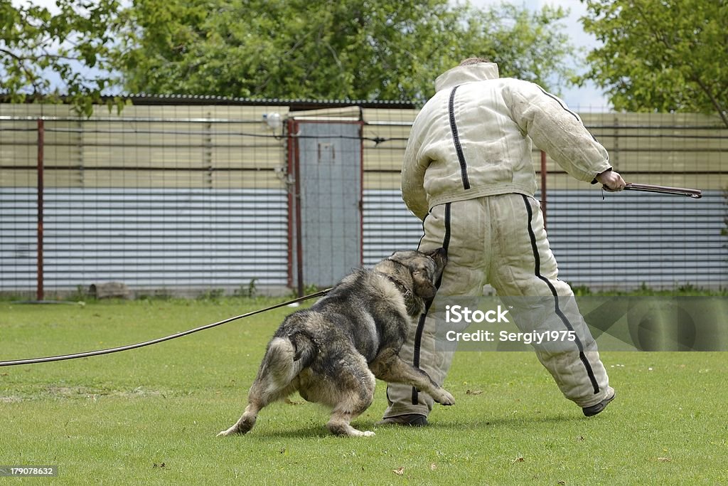 Europäischer Abstammung Shepherd, arbeiten test - Lizenzfrei Arbeiten Stock-Foto