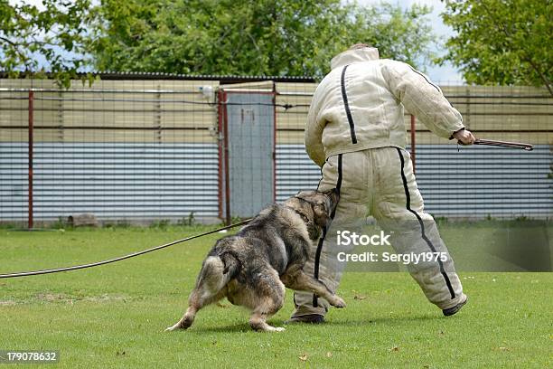 Europäischer Abstammung Shepherd Arbeiten Test Stockfoto und mehr Bilder von Arbeiten - Arbeiten, Fotografie, Gefahr