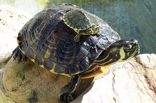 A turtle stands on the side of a pond. Its reflection can be seen in the waters of the pond.