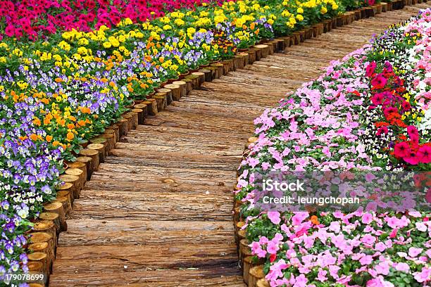 Wooden Path In Flower Bed Stock Photo - Download Image Now - Beauty In Nature, Blossom, Flower