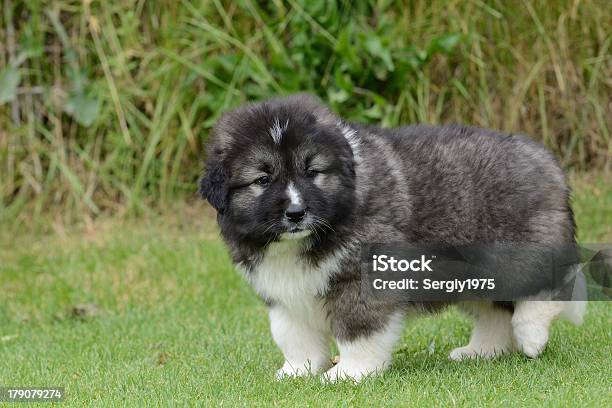 Welpen Von Europäischer Abstammung Shepherd Stockfoto und mehr Bilder von Fotografie - Fotografie, Haustier, Horizontal