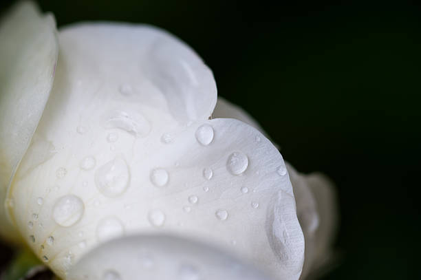 istock Fresh bud of flower 179079450
