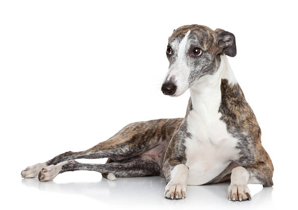 istock Whippet lying in front of white background 179079583