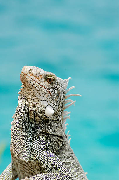 Caribbean iguana up close stock photo