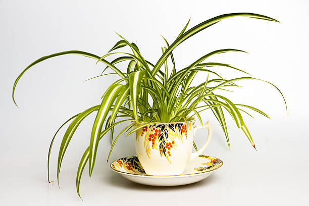Spider plant in retro tea cup Amazing spider plant in retro tea cup spider plant photos stock pictures, royalty-free photos & images