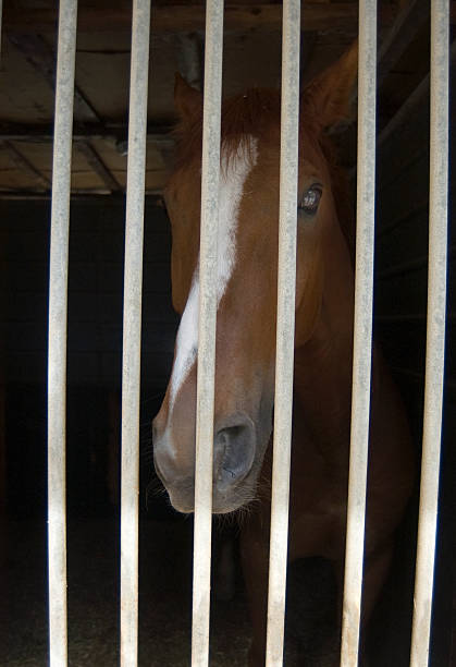 istock Horse in the stable 179080112