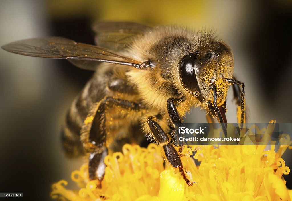 Honey Bee on Yellow Flower, Close Up Macro "Honey Bee on Yellow Flower, Close Up Macro" Animal Antenna Stock Photo