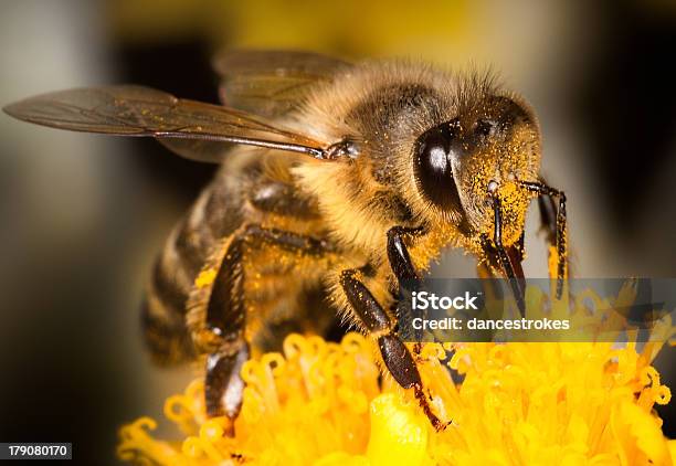 Honey Bee On Yellow Flower Close Up Macro Stock Photo - Download Image Now - Animal Antenna, Animal Body Part, Animal Eye