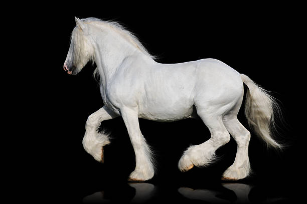 istock White shire horse isolated on the black 179080241