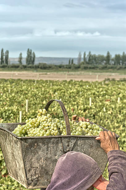 istock Harvest in the vineyards 179080246
