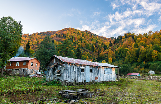 Trees and wooden houses around Borcka Karagöl in autumn. The combination of yellow, orange, green and blue in nature. Suitable for nature and holiday studies.