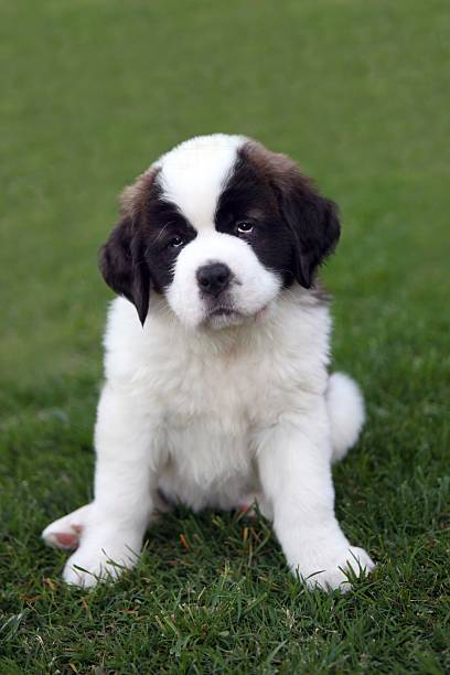 istock Cute Puppy Sitting in the Grass 179080366