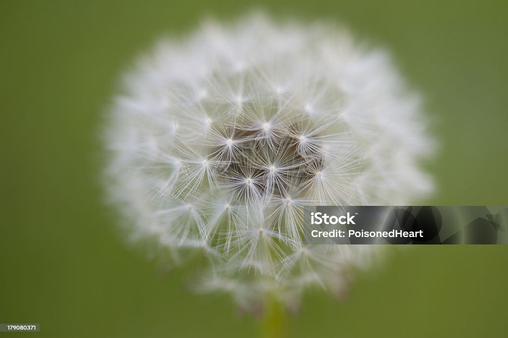 Одуванчик-Taraxacum - Стоковые фото Без людей роялти-фри