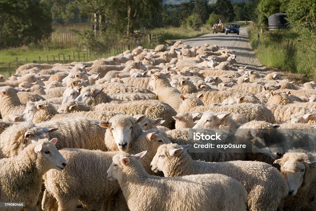 Troupeau de moutons - Photo de Nouvelle-Zélande libre de droits