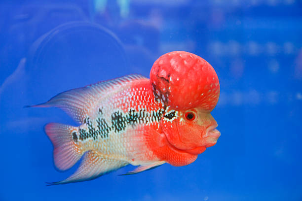 istock Flowerhorn Cichlid fish in the aquarium 179080659