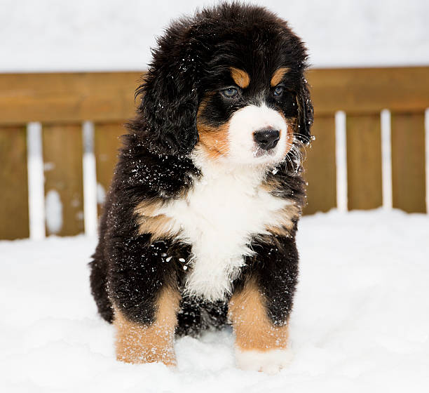バーニーズマウンテンドッグ人形のは忍耐ダウン - dog snow bernese mountain dog paw ストックフォトと画像