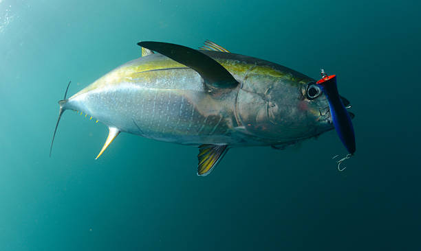 istock yellowfin tuna fish with blue lure in its mouth 179080953