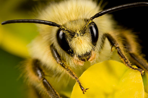 abelha com pólen na cabeça - bee macro insect close up - fotografias e filmes do acervo