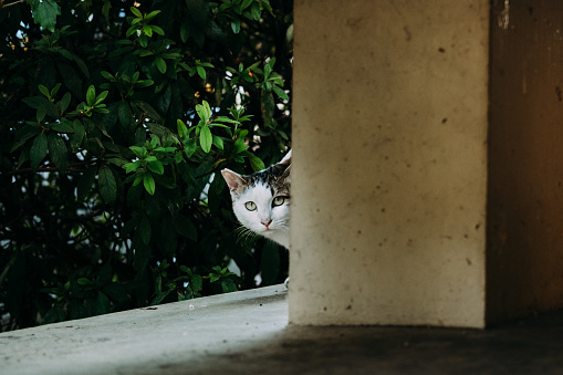 Image of a cat peeking from behind a pillar