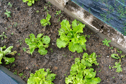 Lettuce Plants in an Urban Farm Garden