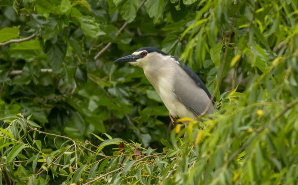 istock Black-crowned Night Heron in breeding colony 1790816786