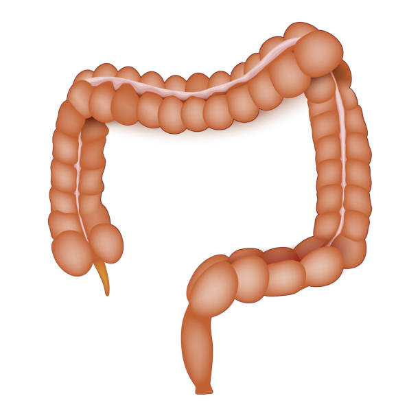 istock large intestine anatomy. Human Colon on a white background 1790816795