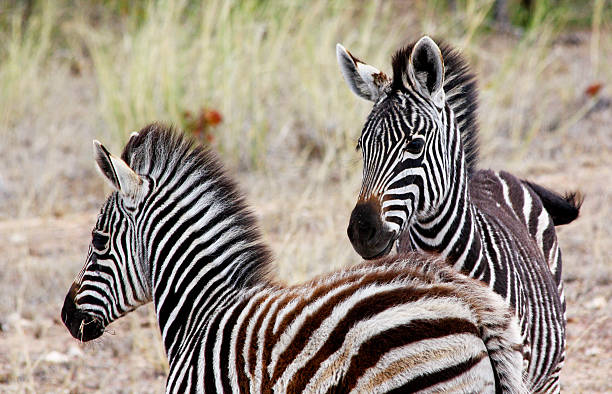 istock Zebras in Kruger National Park 179081870