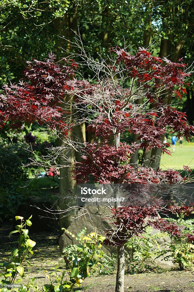 Acer - Foto de stock de Arce libre de derechos