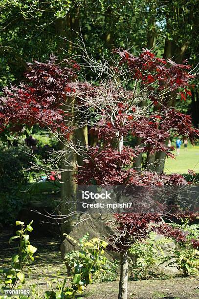 Acer - Fotografie stock e altre immagini di Acero - Acero, Acero giapponese, Albero