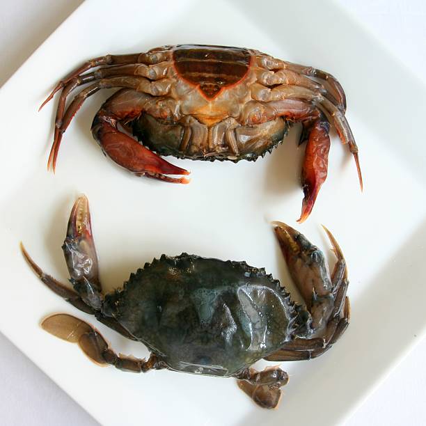 Soft shell crabs stock photo