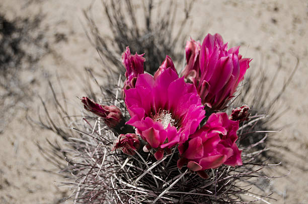 砂漠のサボテンフラワー - desert flower california cactus ストックフォトと画像