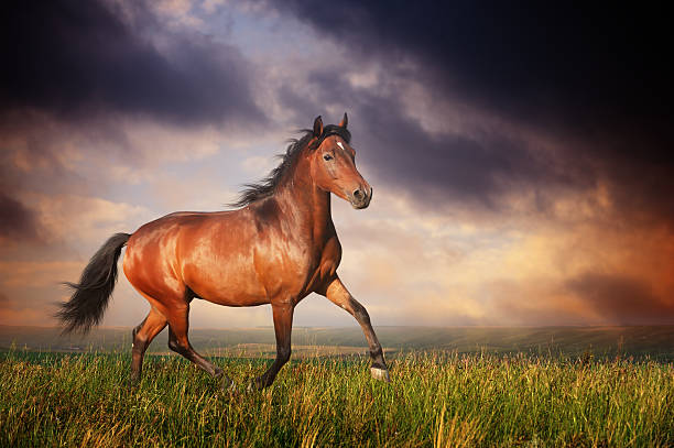 istock Beautiful brown horse running trot 179082515