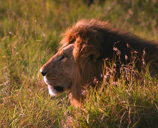 Lion King stock photo