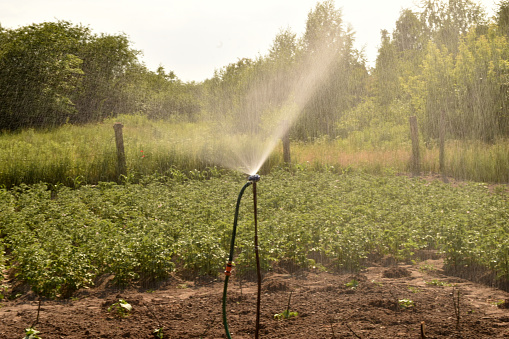 Water spray device. The farmer waters the garden.