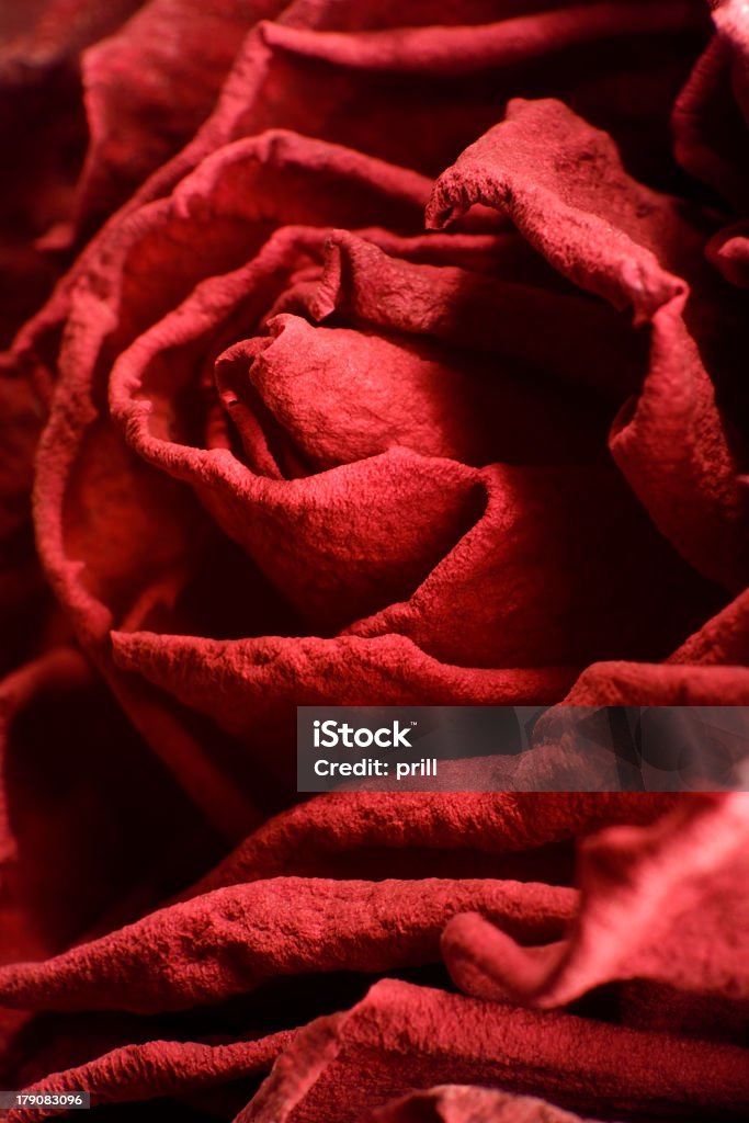 red rose seca en primer plano - Foto de stock de Abstracto libre de derechos