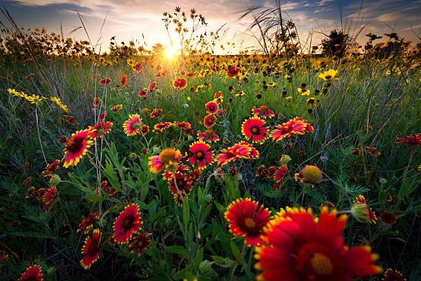 istock Breezy Dawn Over Texas Wildflowers 179083480