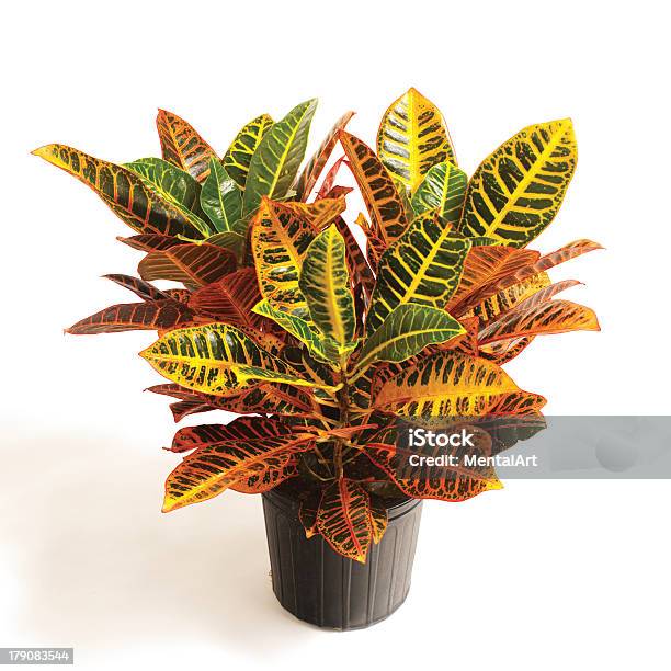 Croton Stock Photo - Download Image Now - Croton Plant, White Background, Plant