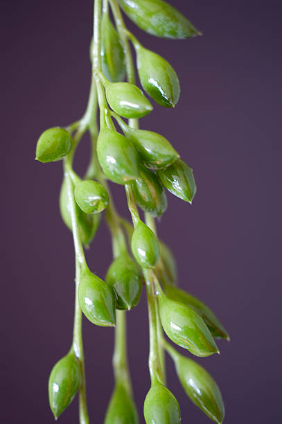 Senecio Radicans also known as Creeping Berry stock photo