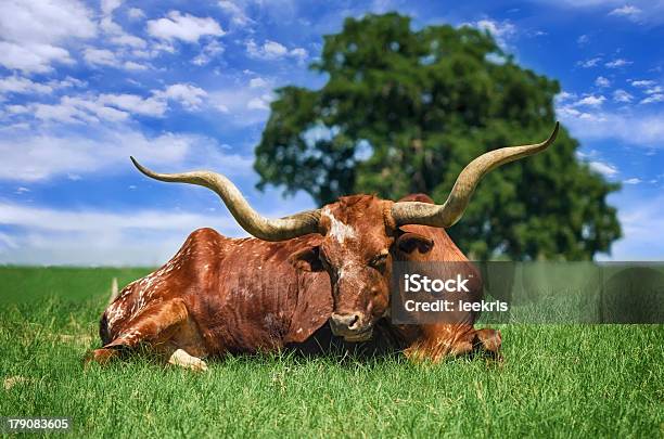 Longhorn Auf Viehweide Stockfoto und mehr Bilder von Longhorn-Rind - Longhorn-Rind, Agrarbetrieb, Baum