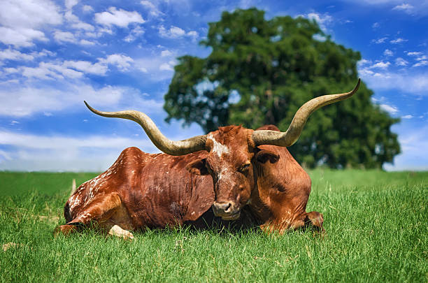 istock Texas Longhorn on pasture 179083605