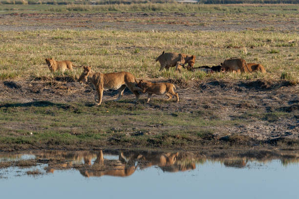 istock lion family 1790837439