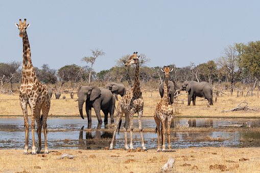 Botswana - august 7 2007  game drive  elephants and giraffes at a waterhole