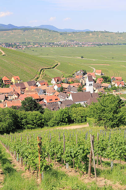 istock Vineyard of Alsace 179083925