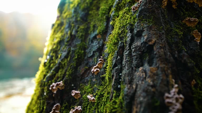 Texture of tree trunk in the forest. Mushrooms are growing on an old tree with a green color on it. Close-up view of the tree trunk. Slow motion.