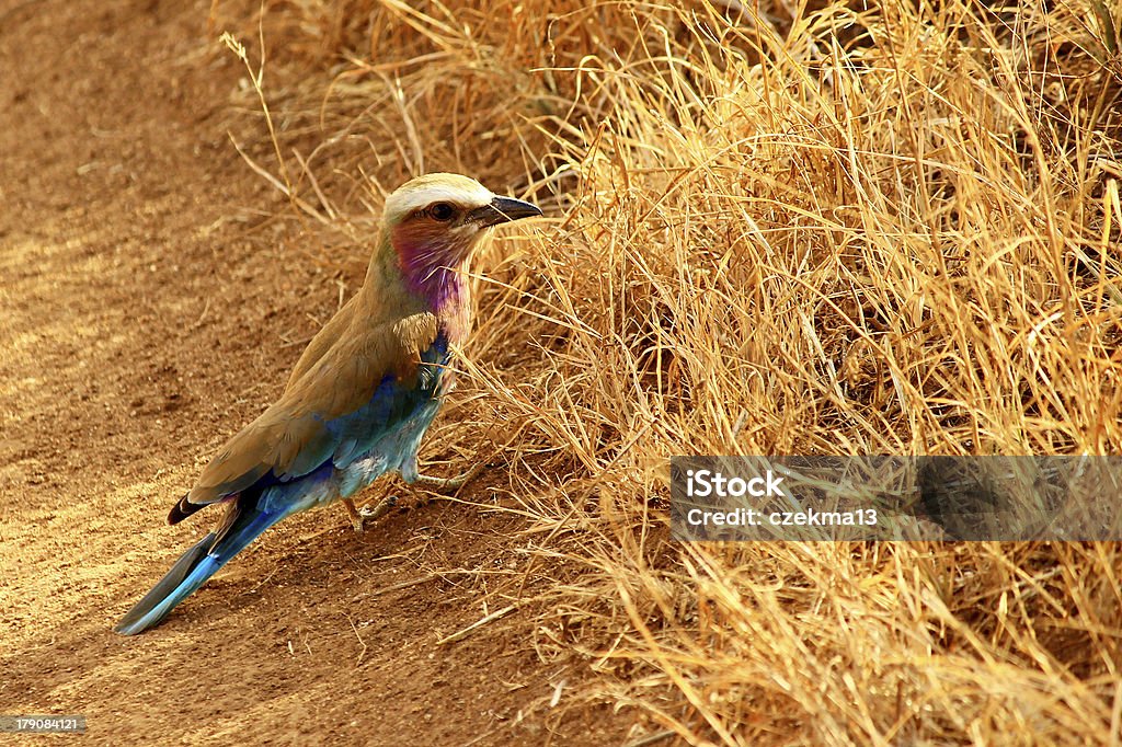 Süße bunte Vogel unter trockenen gelbe Gras - Lizenzfrei Afrika Stock-Foto