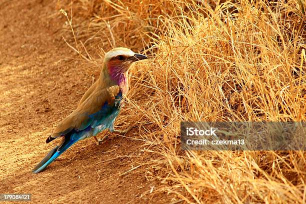 Süße Bunte Vogel Unter Trockenen Gelbe Gras Stockfoto und mehr Bilder von Afrika - Afrika, Ausgedörrt, Bunt - Farbton