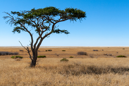 Botswana - august 16 2007  - acacia tree savannah
