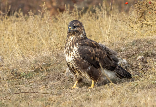 istock Common Buzzard in autumn mountain 1790841284